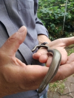 Slow-worms. They are quite harmless, don't bite, and are a protected species.